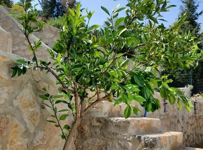 Farm stay Artolive Datca