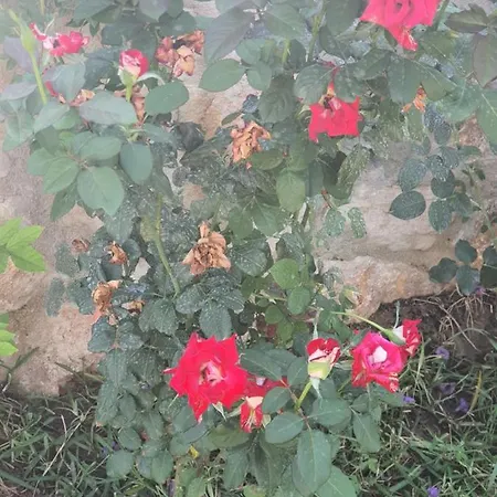 Artolive Vakantieboerderij